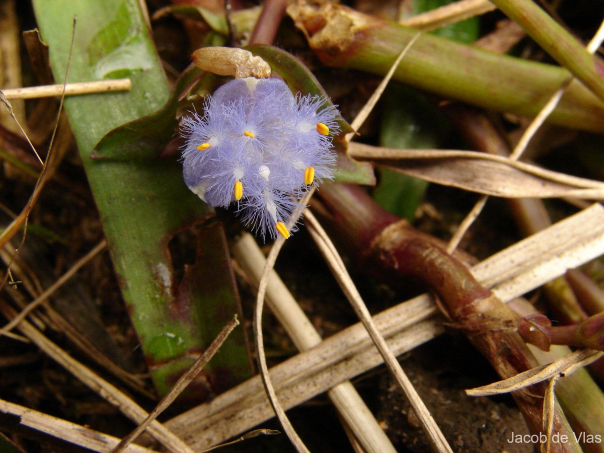 Cyanotis pilosa Schult. & Schult.f.